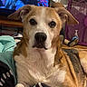 Snoopy joined the competition — help win amazing prizes! animal, blanket, brown_and_white, canine, comfort, dog, ears, eyes, face, fan, fur, furniture, home, indoor, muzzle, nose, pet, relaxation, resting, television