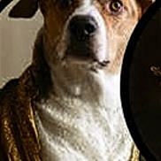 Snoopy joined the competition — help win amazing prizes! animal, brown_and_white, canine, close_up, collar, decorative, dog, ears, eyes, framed, fur, golden_clothing, indoor, mammal, nose, pet, portrait, serious_expression, studio, vignette