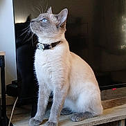 Nala participe au concours pour gagner de l'argent avec cette photo : cat, pet, blue_eyes, collar, sitting, wooden_table, television, indoor, whiskers, paws, portrait, curious, looking_up, cozy, domestic, living_room, short_hair, light_gray, side_profile, animal