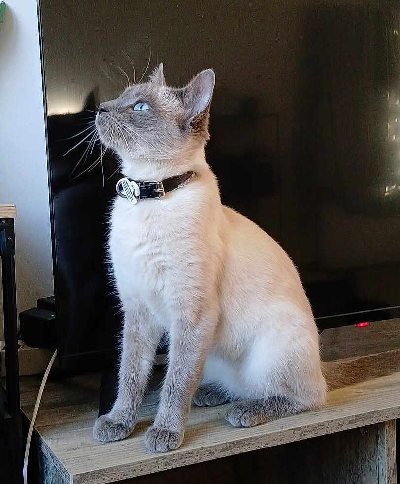 Nala participe au concours pour gagner de l'argent avec cette photo : cat, pet, blue_eyes, collar, sitting, wooden_table, television, indoor, whiskers, paws, portrait, curious, looking_up, cozy, domestic, living_room, short_hair, light_gray, side_profile, animal