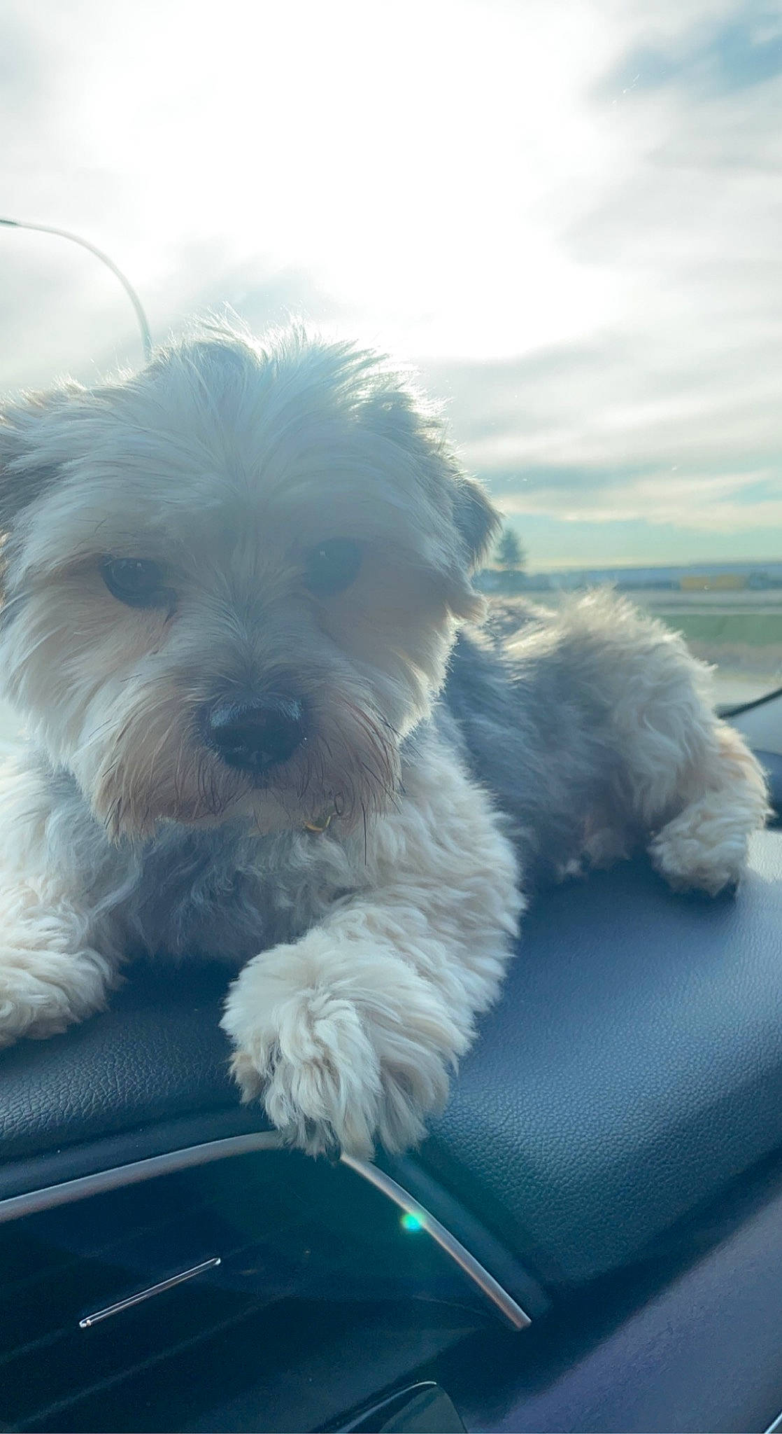 Duke is registered to the contest to win money with this photo: canidae, carnivore, cloud, companion_dog, dog, dog_breed, fur, maltepoo, meteorological_phenomenon, non_sporting_group, ocean, shih_poo, sky, small_terrier, sporting_group, terrier, toy_dog, whiskers, windshield, working_animal