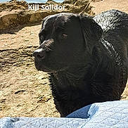 Kiji participe au concours pour gagner de l'argent avec cette photo : animal, beach, bear, blanket, canine, coast, dog, face, labradorretriever, lake, nature, outdoors, pet, photography, puppy, quilt, rock, sea, shoreline, water