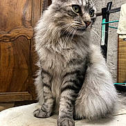 Moustache participe au concours pour gagner de l'argent avec cette photo : cat, fluffy, gray_tabby, indoor, furniture, wood, curious, pet, sitting, whiskers, tail, green_eyes, domestic_cat, animal, mammal, cute, feline, household, closeup, portrait