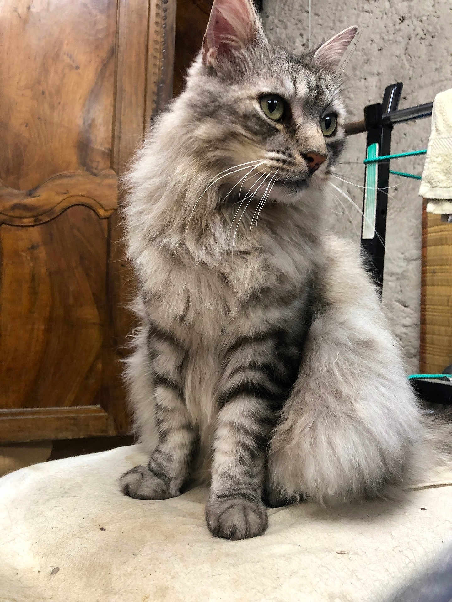 Moustache participe au concours pour gagner de l'argent avec cette photo : cat, fluffy, gray_tabby, indoor, furniture, wood, curious, pet, sitting, whiskers, tail, green_eyes, domestic_cat, animal, mammal, cute, feline, household, closeup, portrait