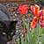 Mr Tiggs is registered to the contest to win money with this photo: