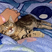 Aslan participe au concours pour gagner de l'argent avec cette photo : animal, bed, blanket, cat, cozy, cute, furry, hand, indoors, kitten, nap, paws, pet, petting, portrait, relaxed, sleeping, striped_fur, tabby, whiskers