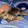 animal, bed, blanket, cat, cozy, cute, furry, hand, indoors, kitten, nap, paws, pet, petting, portrait, relaxed, sleeping, striped_fur, tabby, whiskers