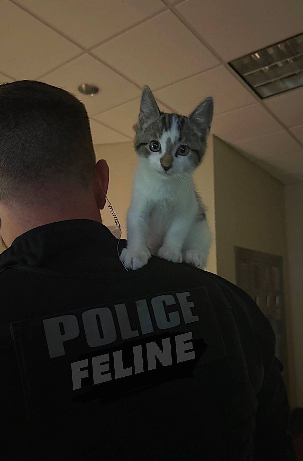 Pickles joined the competition — help win amazing prizes! arm, automotive_exterior, automotive_tire, cap, carnivore, cat, comfort, domestic_short_haired_cat, felidae, formal_wear, grey, hand, hat, paw, photo_caption, sleeve, small_to_medium_sized_cats, t_shirt, tail, whiskers