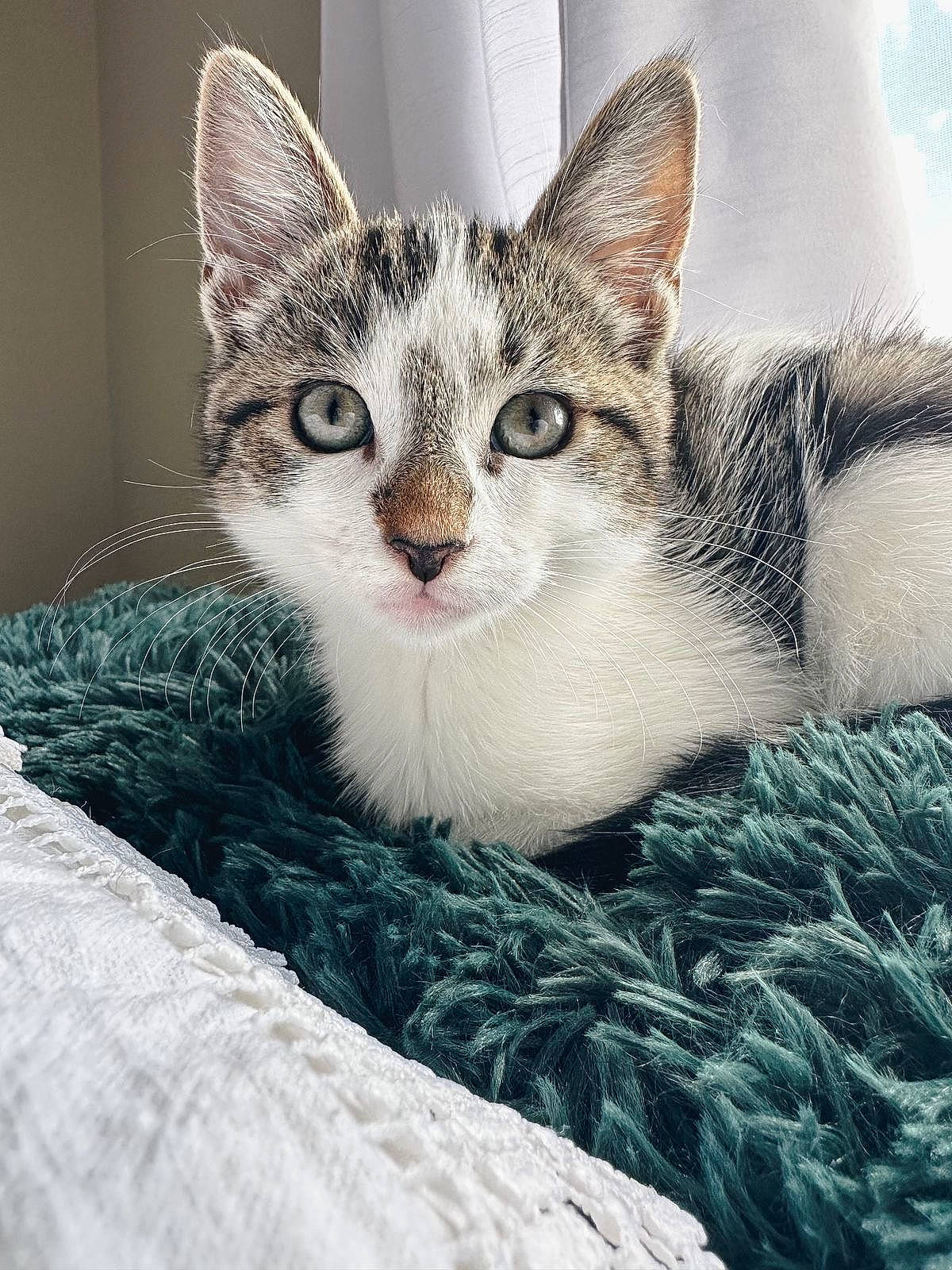 Pickles is registered to the contest to win money with this photo: art, carnivore, cat, claw, comfort, domestic_short_haired_cat, felidae, fur, paw, small_to_medium_sized_cats, snout, terrestrial_animal, tree, whiskers, wildlife, window