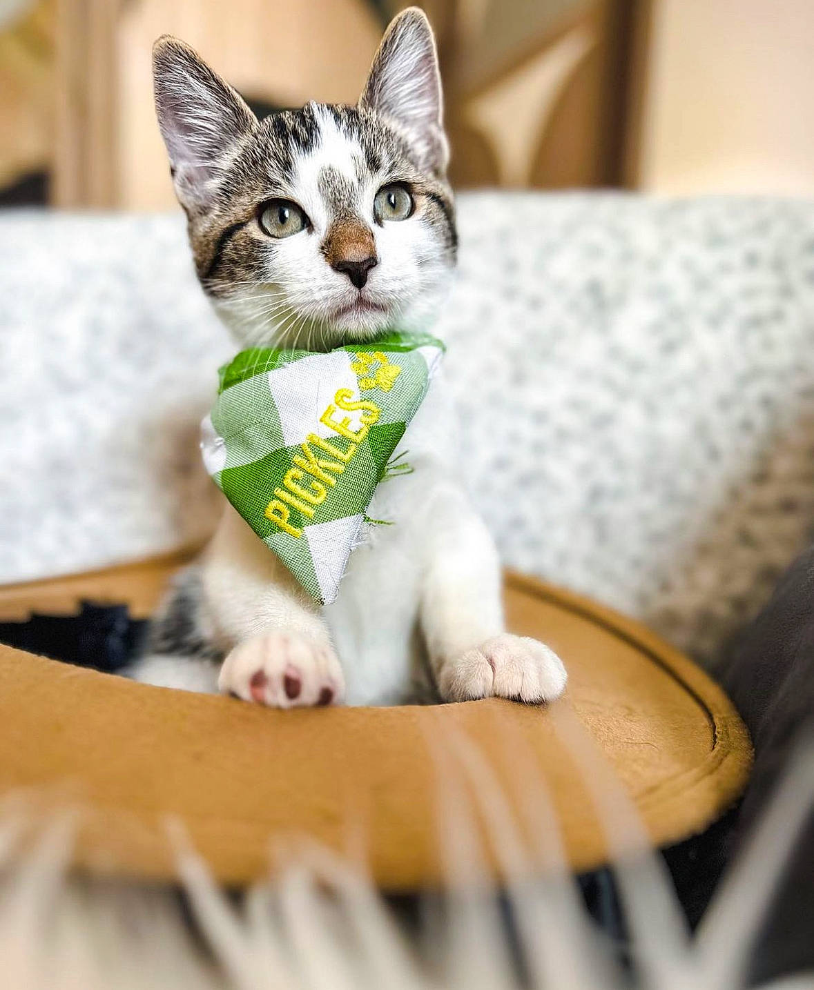 Pickles is registered to the contest to win money with this photo: carnivore, cat, claw, comfort, domestic_short_haired_cat, felidae, fur, grass, hardwood, paw, pet_supply, sitting, small_to_medium_sized_cats, snout, tail, terrestrial_animal, whiskers, wood