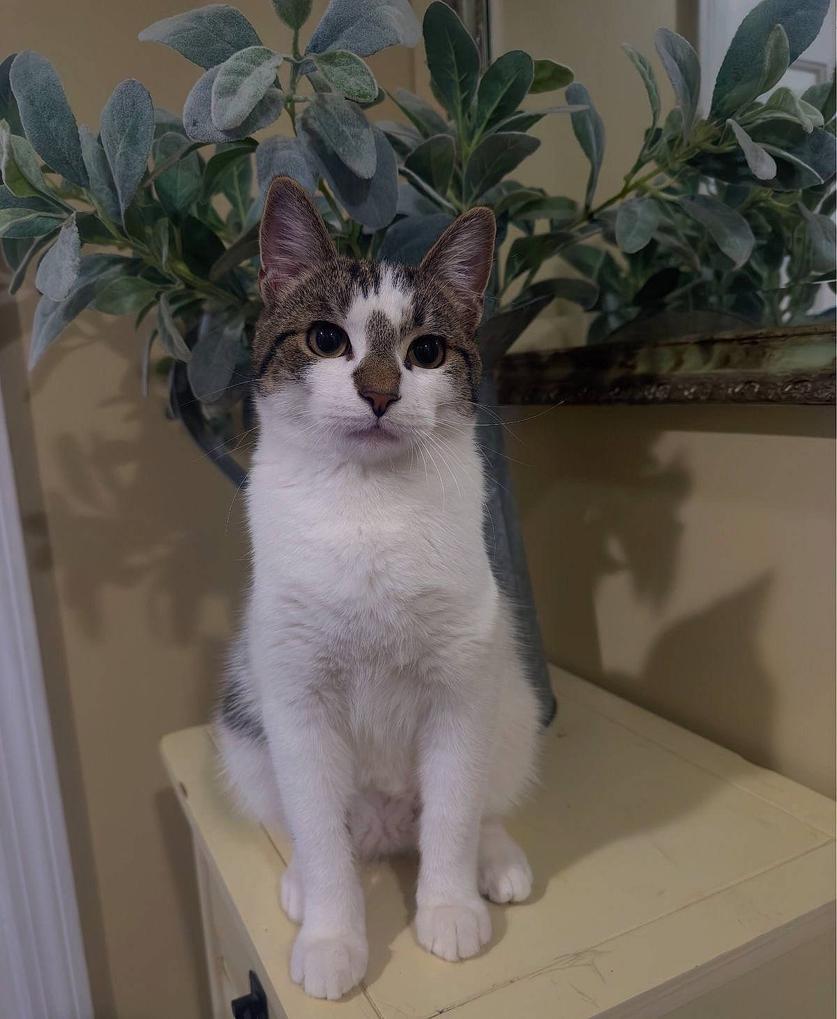 Pickles is registered to the contest to win money with this photo: carnivore, cat, domestic_short_haired_cat, fawn, felidae, flooring, flowerpot, fur, houseplant, paw, plant, small_to_medium_sized_cats, snout, tail, whiskers, window