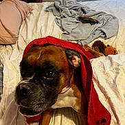 Tahoe joined the competition — help win amazing prizes! dog, boxer, bed, blanket, red_towel, plush_toys, indoor, window, curtains, furniture, pet, brown_dog, white_bedspread, cozy, soft_lighting, animal, domestic, resting, looking_up, curious