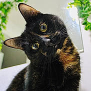 Linnhe joined the competition — help win amazing prizes! cat, tortoiseshell, curious, head_tilt, whiskers, close_up, indoor, greenery, plant, reflection, eyes, fur, pet, animal, portrait, domestic, mammal, cute, feline, houseplant