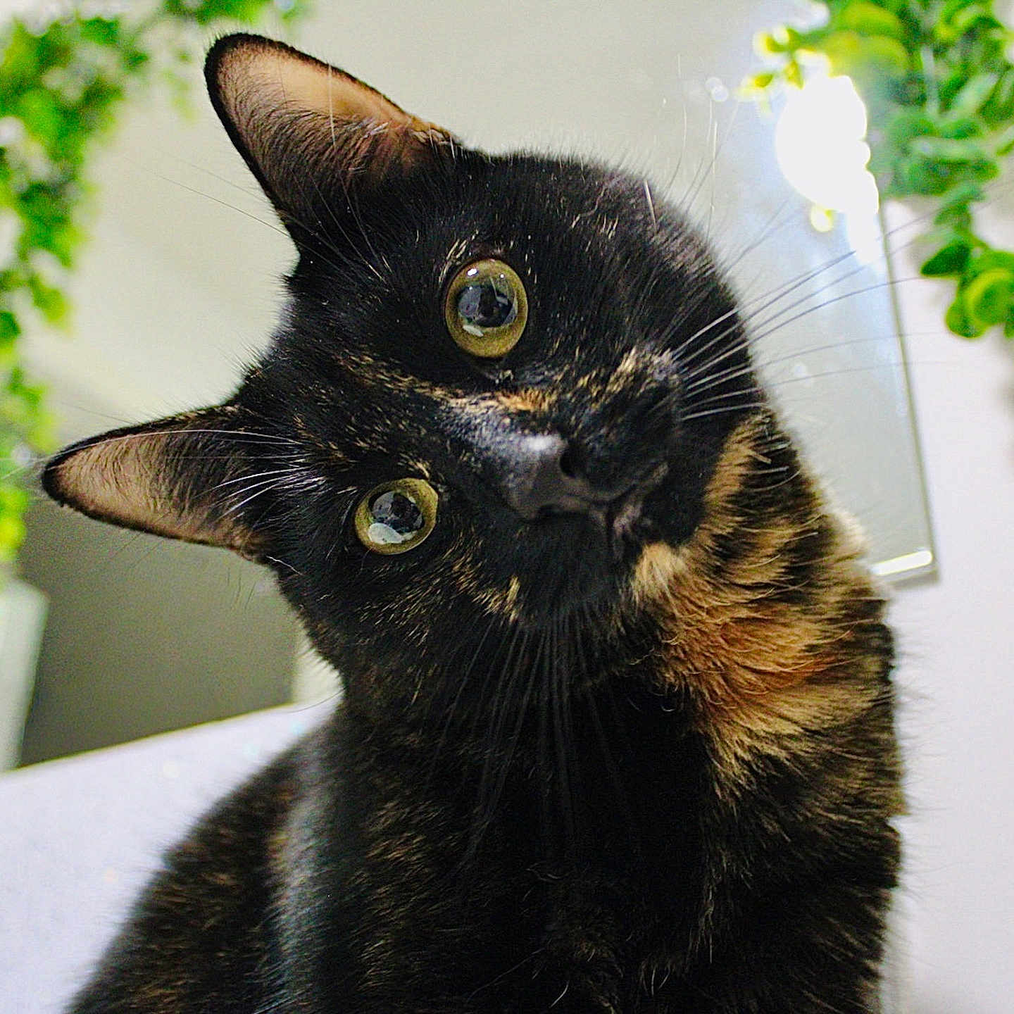 Linnhe joined the competition — help win amazing prizes! animal, cat, close_up, curious, cute, domestic, eyes, feline, fur, greenery, head_tilt, houseplant, indoor, mammal, pet, plant, portrait, reflection, tortoiseshell, whiskers