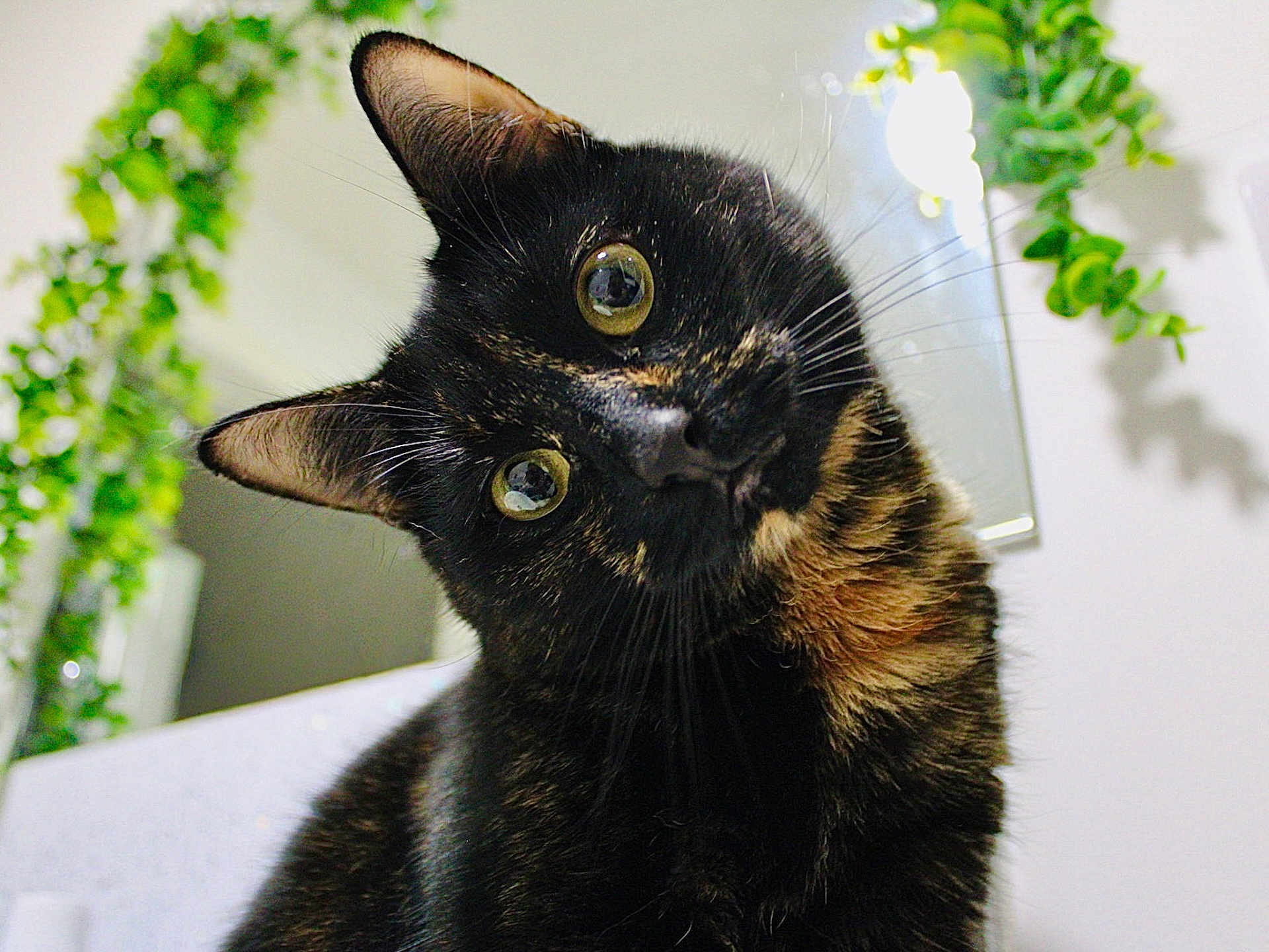 Linnhe joined the competition — help win amazing prizes! cat, tortoiseshell, curious, head_tilt, whiskers, close_up, indoor, greenery, plant, reflection, eyes, fur, pet, animal, portrait, domestic, mammal, cute, feline, houseplant