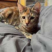 Coconut is registered to the contest to win money with this photo: air_conditioner, bed, bedding, blanket, cat, close_up, cozy, dresser, ears, eyes, fur, indoor, kitten, pet, portrait, relaxing, soft, tabby_cat, whiskers, window