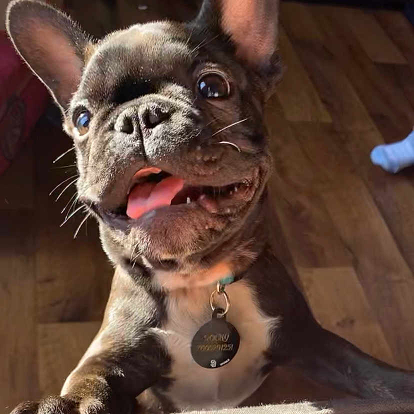Rocky is registered to the contest to win money with this photo: animal, canine, close_up, collar, cute, dog, domestic_animal, ears, french_bulldog, happy, indoor, paw, pet, pet_tag, playful, puppy, smile, sunlight, tongue_out, wooden_floor
