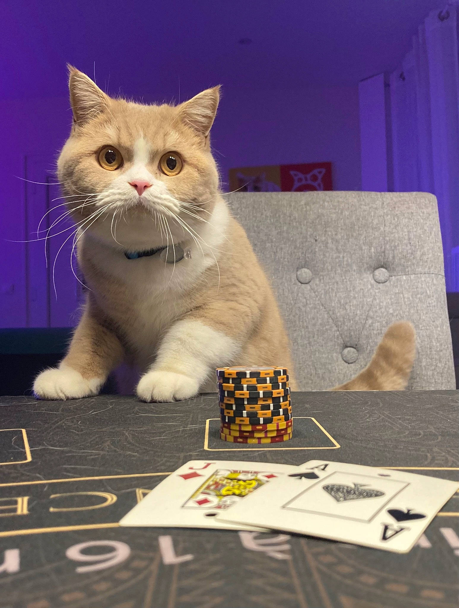 Merlin participe au concours pour gagner de l'argent avec cette photo : art, carnivore, cat, computer_keyboard, domestic_short_haired_cat, felidae, flooring, font, fur, indoor_games_and_sports, paw, photo_caption, publication, puzzle, recreation, small_to_medium_sized_cats, snout, tail, toy, whiskers