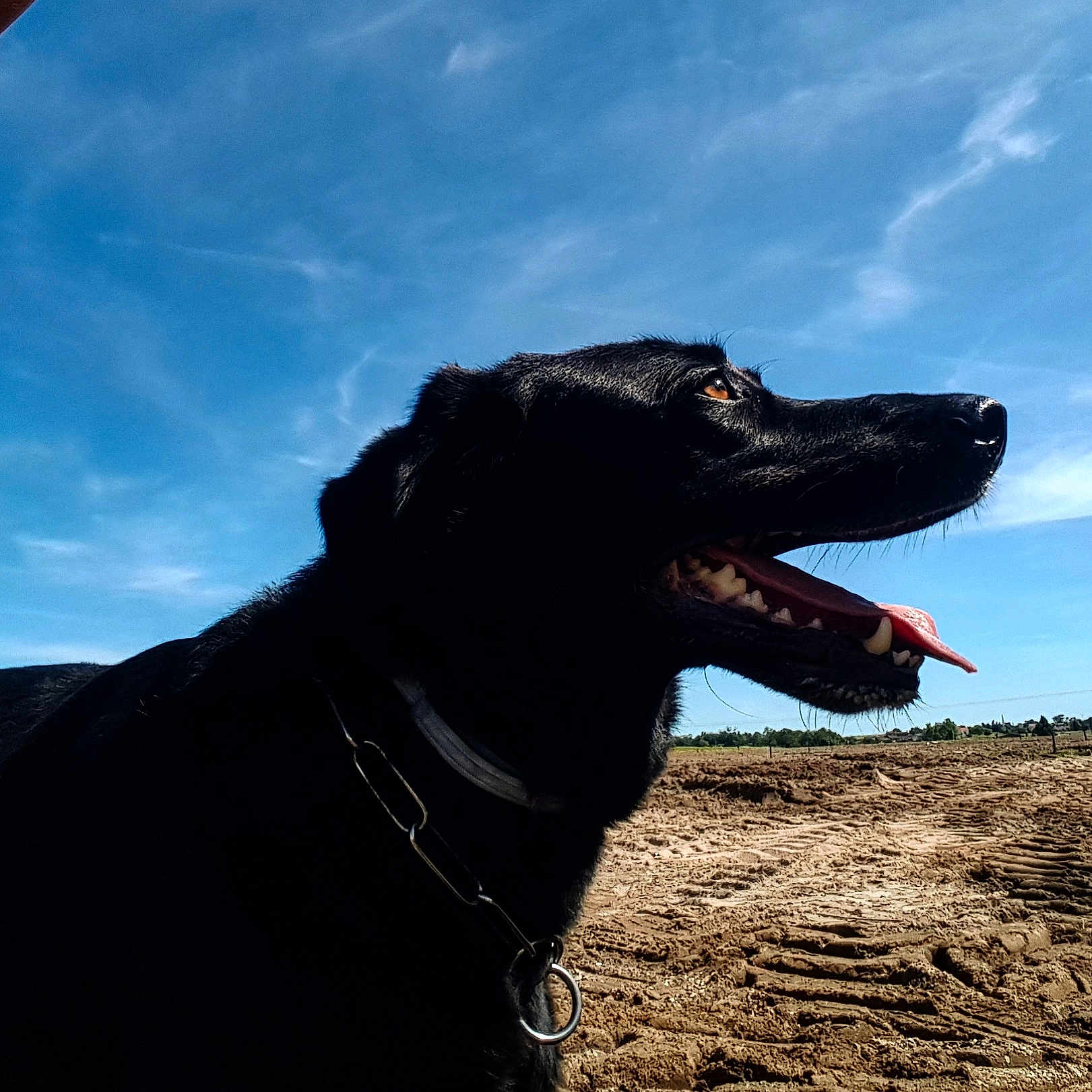 Youki a rejoint le concours — aidez-le/la à gagner de superbes lots ! canidae, carnivore, cloud, collar, companion_dog, dog, dog_breed, dog_collar, electric_blue, guard_dog, happy, jaw, landscape, liver, pet_supply, sky, snout, sporting_group, terrestrial_animal, working_animal