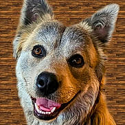 Wylee Aroo is registered to the contest to win money with this photo: animal, brown_eyes, canine, close_up, cute, dog, ears, friendly, fur, happy, indoor, muzzle, nose, pet, portrait, smiling, teeth, tongue, tongue_out, wooden_floor