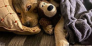 Wylee Aroo is registered to the contest to win money with this photo: animal, blanket, brown, comfort, couch, cozy, cute, dog, fur, home, indoor, monkey, pet, pillow, relaxed, resting, sleepy, snuggling, soft, stuffed_toy