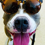 Nakia joined the competition — help win amazing prizes! dog, tongue_out, sunglasses, pet, animal, happy, close_up, face, canine, indoor, leash, playful, cute, smiling, fur, nose, friendly, tongue, wearing, accessory