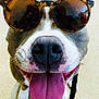 dog, tongue_out, sunglasses, pet, animal, happy, close_up, face, canine, indoor, leash, playful, cute, smiling, fur, nose, friendly, tongue, wearing, accessory