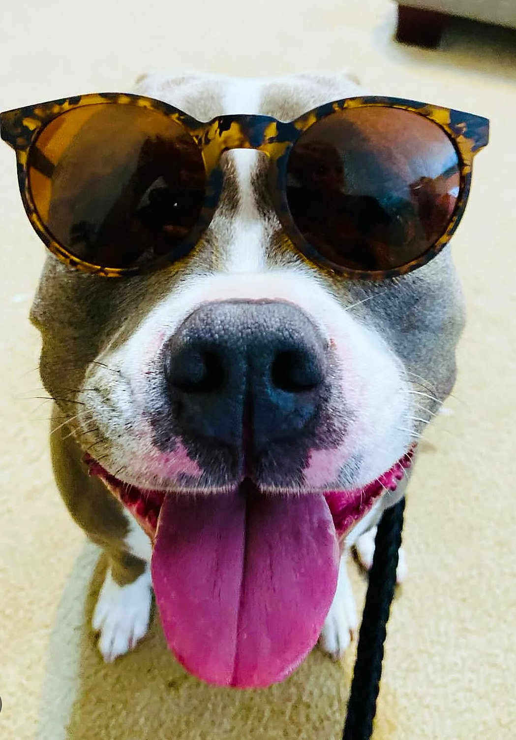 Nakia joined the competition — help win amazing prizes! dog, tongue_out, sunglasses, pet, animal, happy, close_up, face, canine, indoor, leash, playful, cute, smiling, fur, nose, friendly, tongue, wearing, accessory