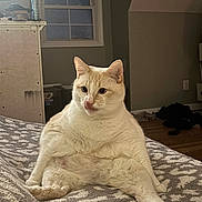 Capser joined the competition — help win amazing prizes! bed, blanket, cat, cozy, cream_colored, cute, domestic, ears, feline, floor, furniture, indoor, licking_nose, patterned, pet, relaxed, room, sitting, whiskers, window