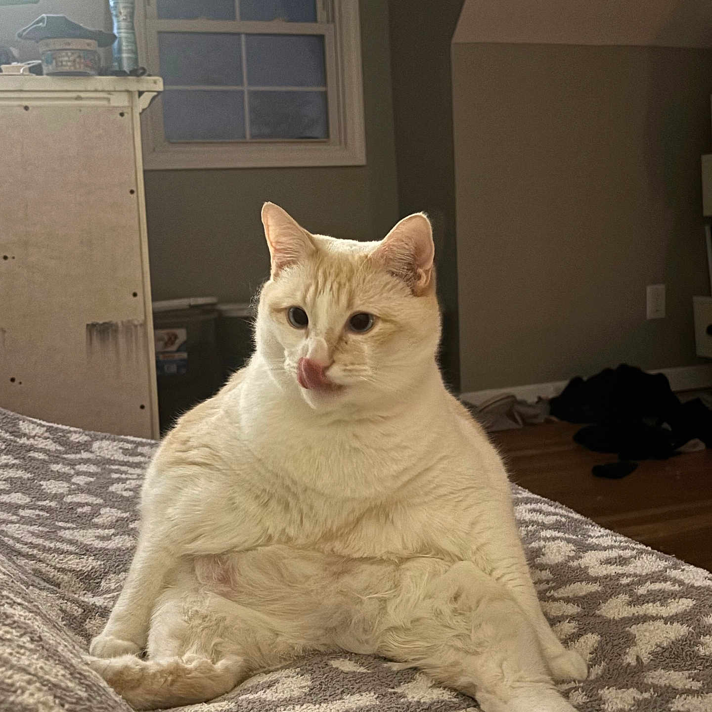 Capser joined the competition — help win amazing prizes! bed, blanket, cat, cozy, cream_colored, cute, domestic, ears, feline, floor, furniture, indoor, licking_nose, patterned, pet, relaxed, room, sitting, whiskers, window