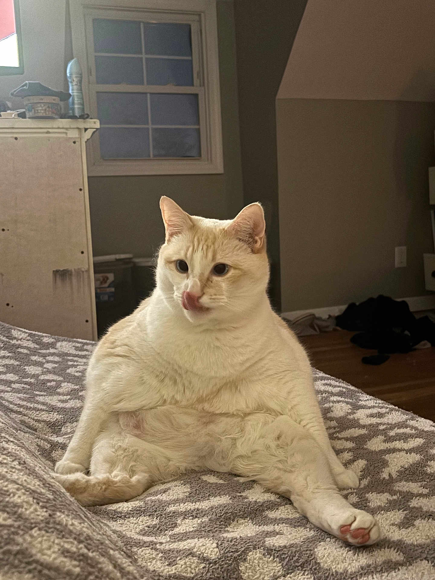 Capser joined the competition — help win amazing prizes! bed, blanket, cat, cozy, cream_colored, cute, domestic, ears, feline, floor, furniture, indoor, licking_nose, patterned, pet, relaxed, room, sitting, whiskers, window