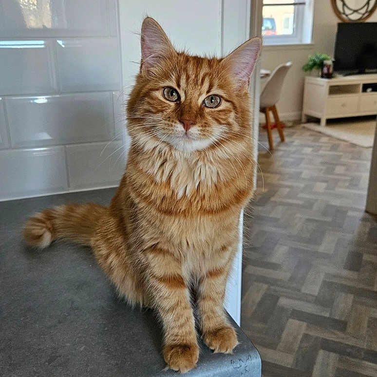 Rosie is registered to the contest to win money with this photo: calm, cat, curious, domestic_cat, ears, feline, flooring, fur, furniture, home_interior, indoor, kitchen_counter, looking_at_camera, natural_light, orange_tabby, pet, sitting, tail, whiskers, window