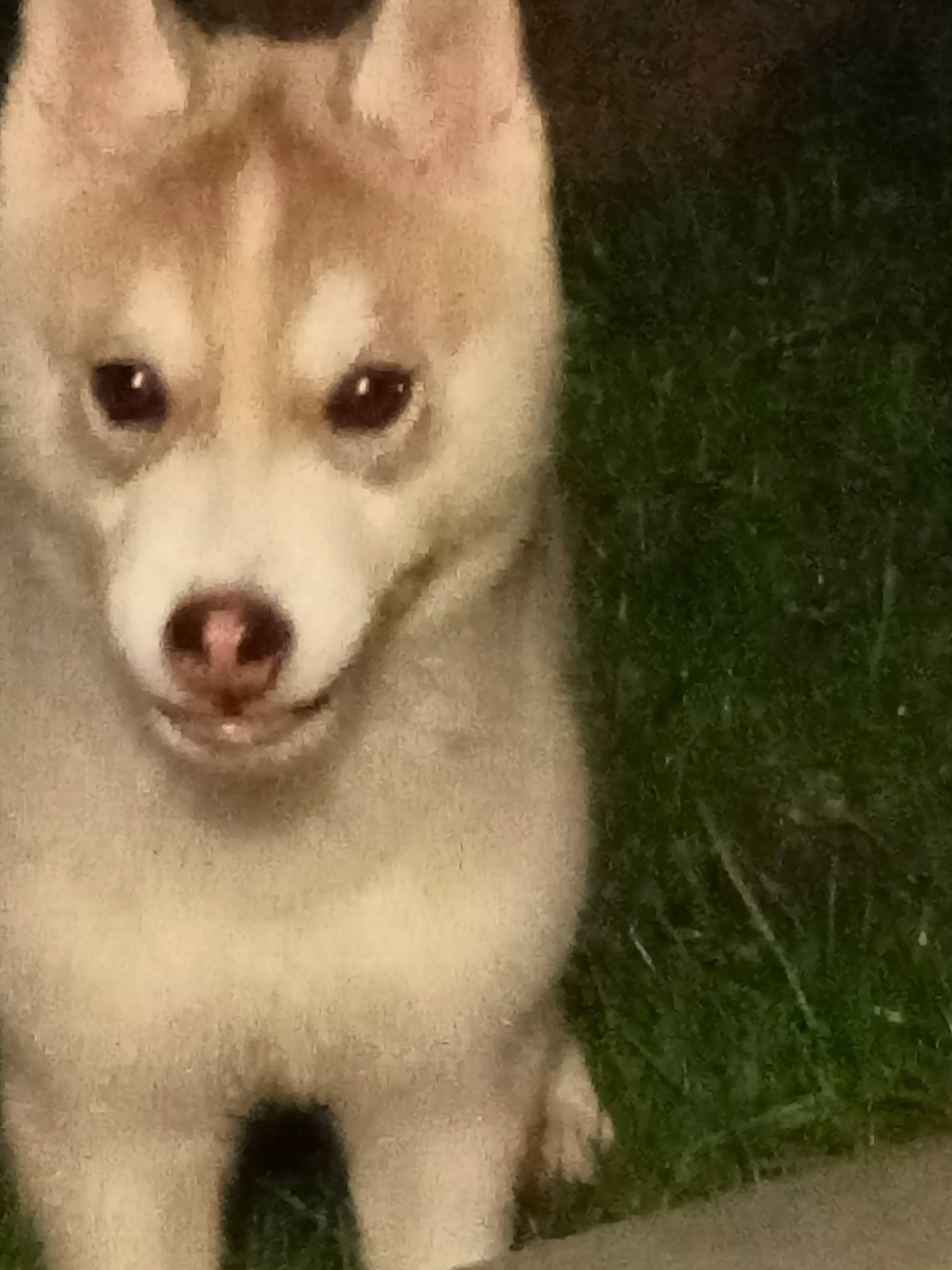 Symba participe au concours pour gagner de l'argent avec cette photo : ancient_dog_breeds, art, canidae, canis, carnivore, companion_dog, dog, dog_breed, eyelash, fawn, fur, grass, non_sporting_group, paw, photo_caption, snout, terrestrial_animal, toy_dog, whiskers, working_animal