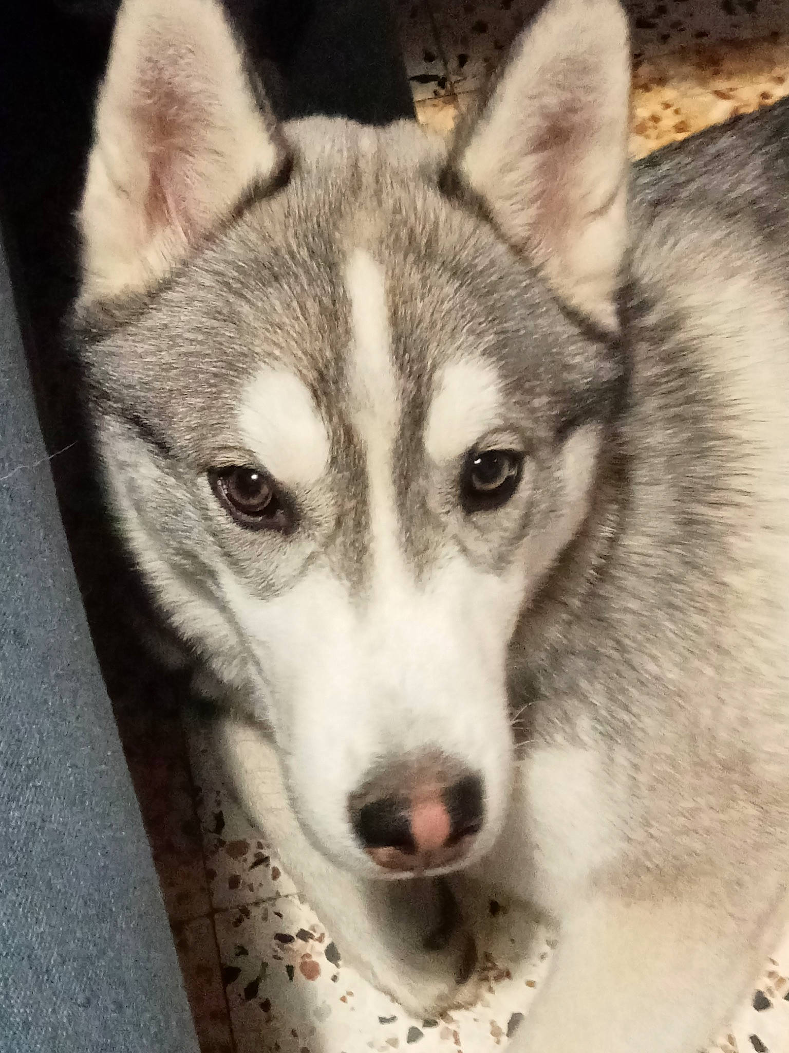 Symba participe au concours pour gagner de l'argent avec cette photo : art, canidae, canis, carnivore, companion_dog, dog, dog_breed, fur, grey, jaw, monochrome_photography, sled_dog, snout, sporting_group, terrestrial_animal, whiskers, wildlife, wolf, working_animal, working_dog