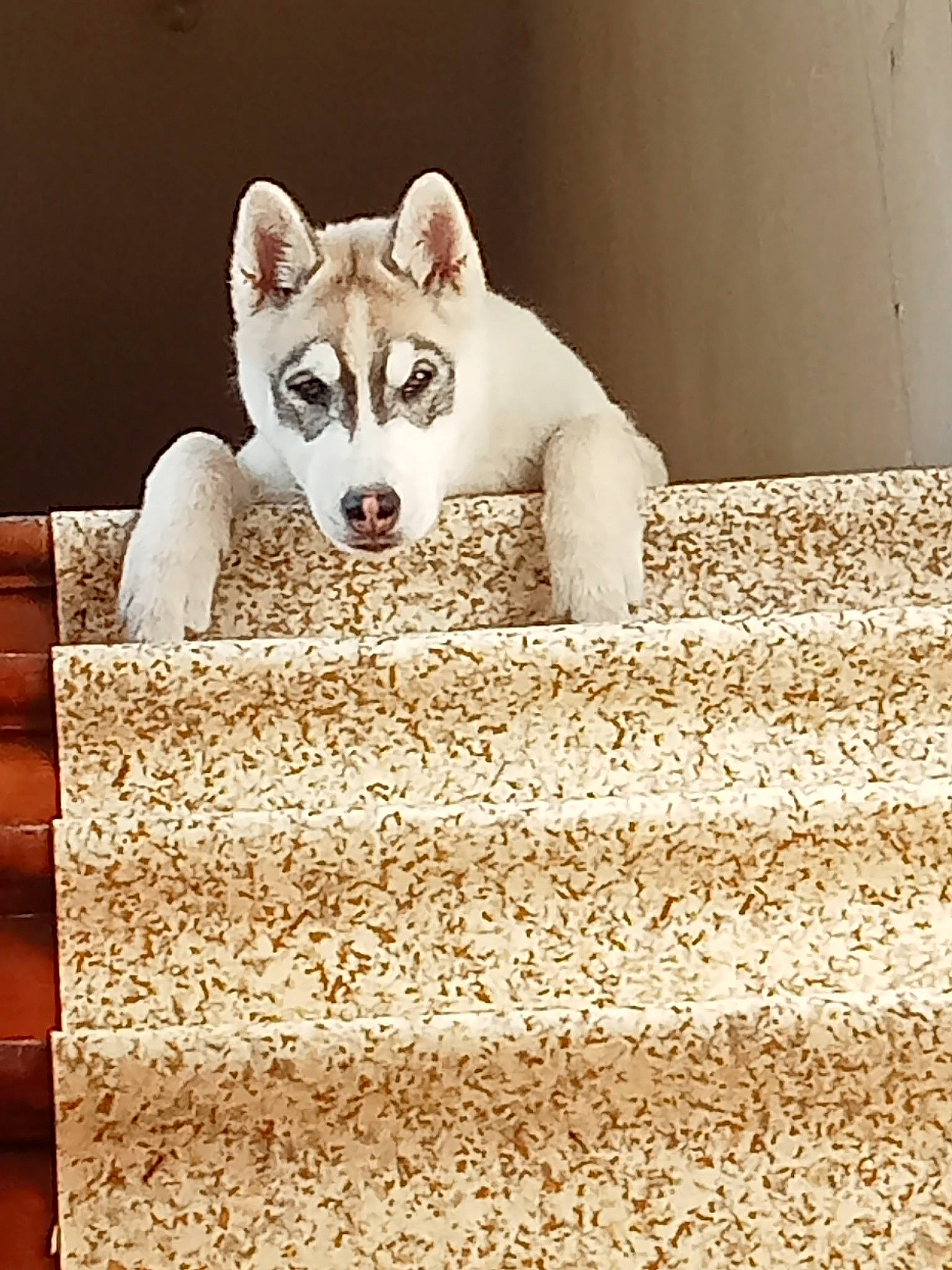 Symba a rejoint le concours — aidez-le/la à gagner de superbes lots ! art, canidae, carnivore, carpet, comfort, companion_dog, dog, dog_breed, fawn, felidae, flooring, fur, paw, sculpture, small_to_medium_sized_cats, tail, terrestrial_animal, whiskers, wood, working_animal