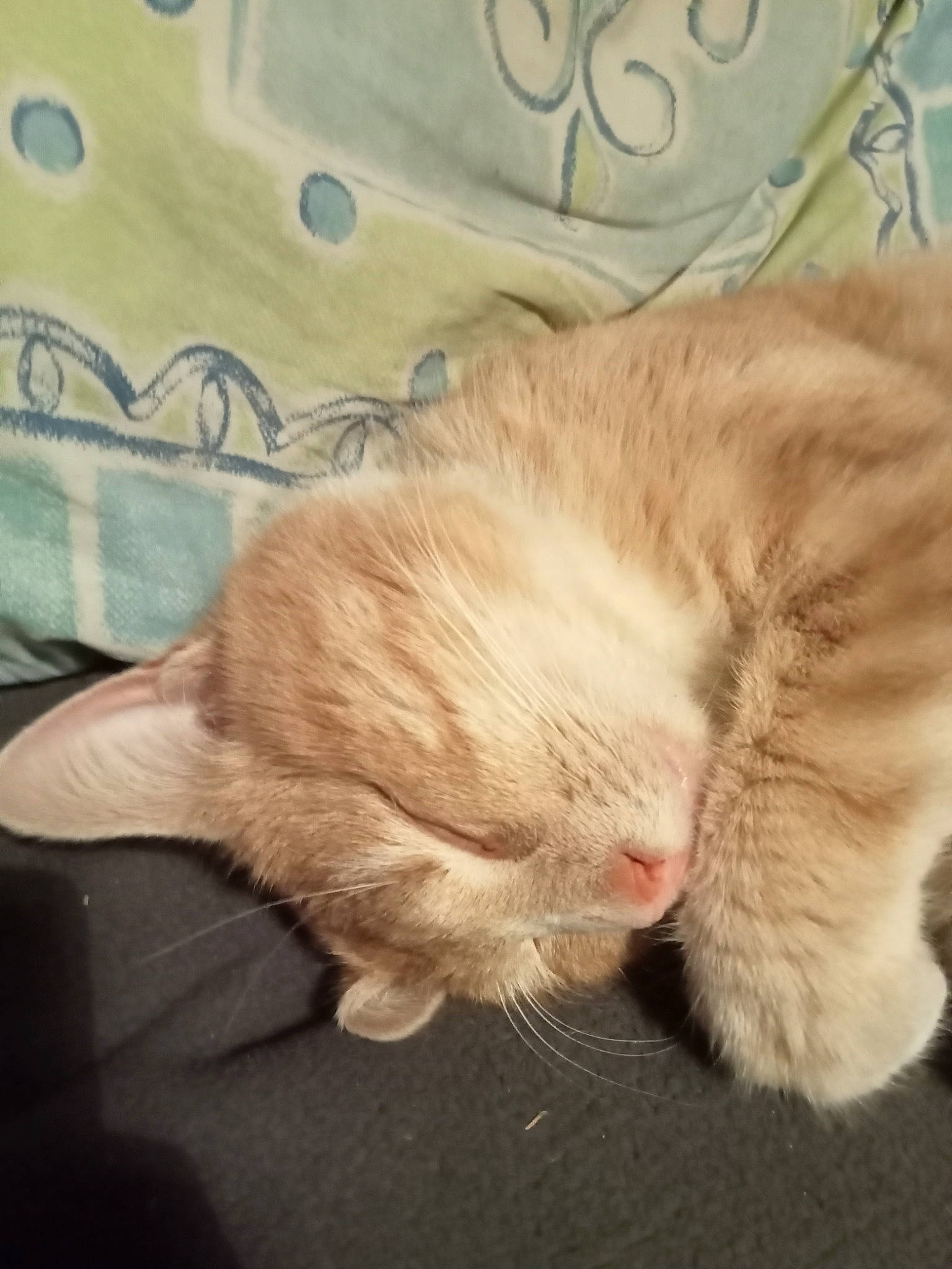 Bueno participe au concours pour gagner de l'argent avec cette photo : carnivore, cat, claw, comfort, domestic_short_haired_cat, ear, fawn, felidae, foot, fur, gesture, human_leg, mammal, nap, paw, small_to_medium_sized_cats, snout, tail, whiskers, wood