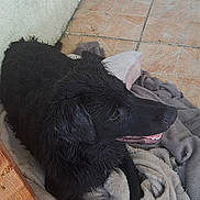 Igins a rejoint le concours — aidez-le/la à gagner de superbes lots ! animal, black_dog, blanket, chair, comfort, cozy, dog, door, floor, fur, home, indoors, looking_sideways, mouth_open, pet, relaxing, resting, tiled_floor, wall, wet