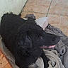 animal, black_dog, blanket, chair, comfort, cozy, dog, door, floor, fur, home, indoors, looking_sideways, mouth_open, pet, relaxing, resting, tiled_floor, wall, wet