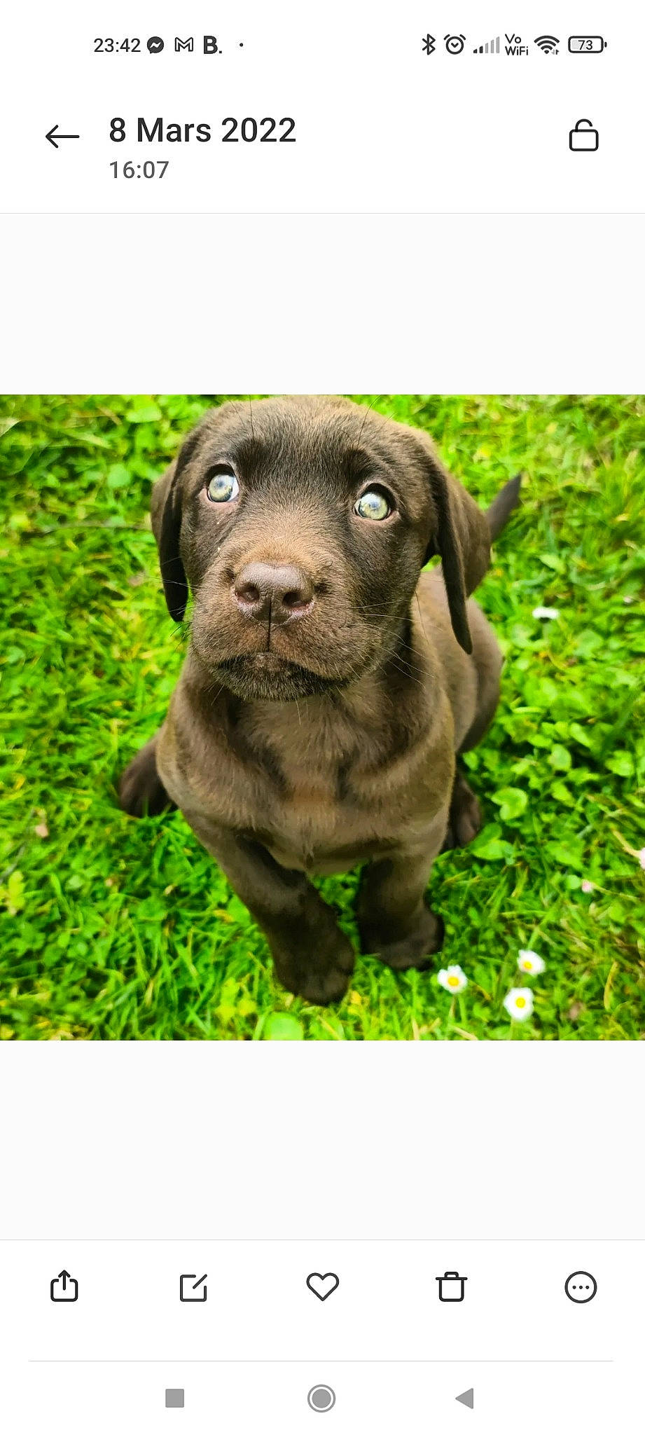 Neuneuil a rejoint le concours — aidez-le/la à gagner de superbes lots ! borador, canidae, carnivore, companion_dog, dog, dog_breed, fawn, fur, grass, groundcover, gun_dog, hunting_dog, liver, plant, snout, sporting_group, terrestrial_animal, whiskers, wildlife, working_animal