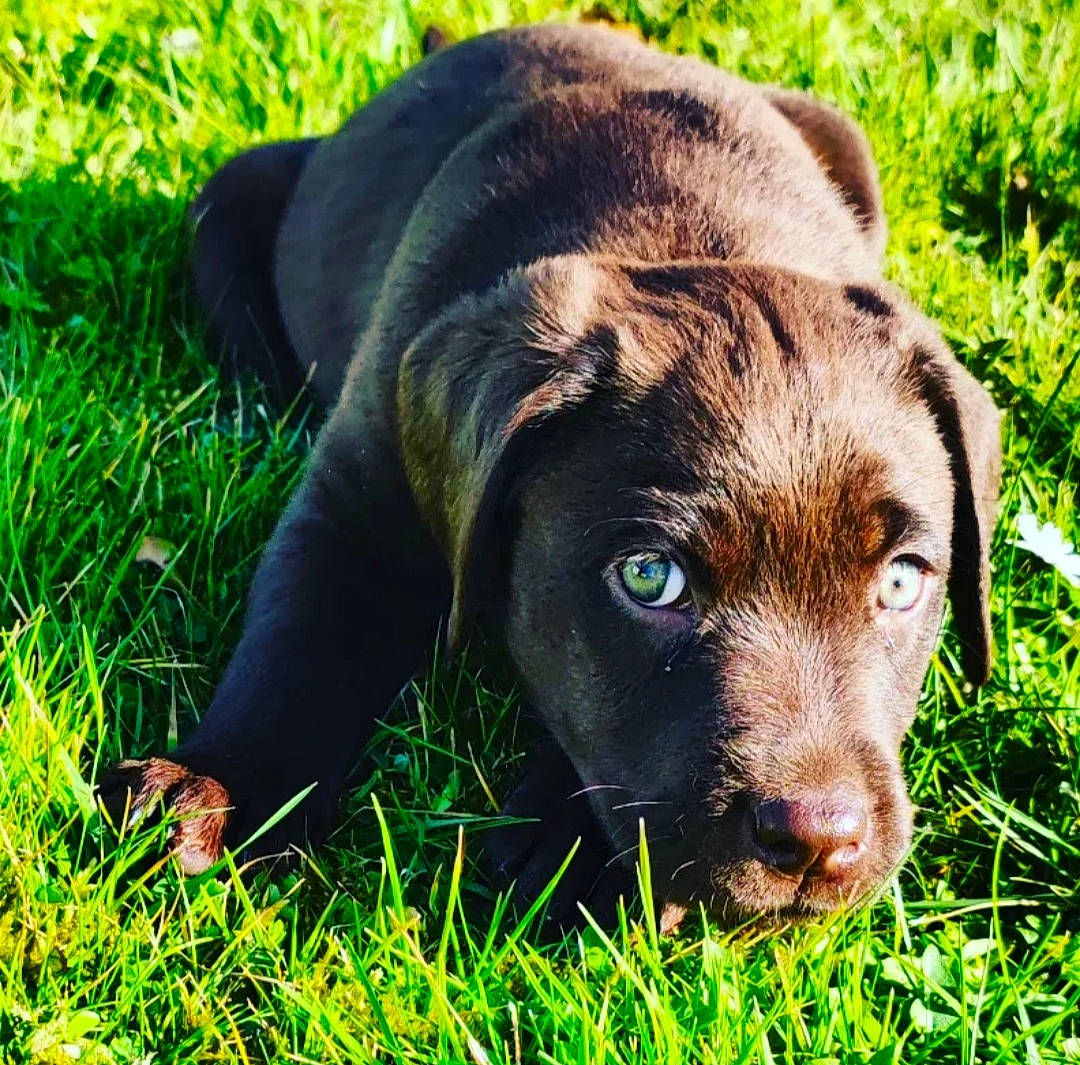 Neuneuil participe au concours pour gagner de l'argent avec cette photo : carnivore, companion_dog, dog, dog_breed, dog_collar, grass, grassland, groundcover, guard_dog, gun_dog, labrador_retriever, liver, plant, pointing_breed, retriever, snout, sporting_group, terrestrial_animal, whiskers, working_animal
