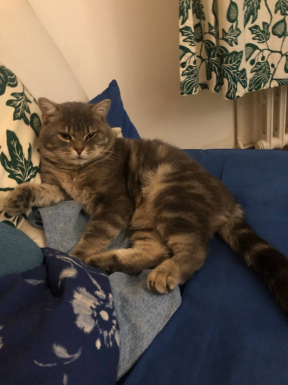 Pompom a rejoint le concours — aidez-le/la à gagner de superbes lots ! bag, bed, bedding, carnivore, cat, claw, comfort, domestic_short_haired_cat, felidae, fur, grey, linens, pattern, paw, room, sitting, small_to_medium_sized_cats, tail, whiskers, wood