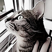 Kitty a rejoint le concours — aidez-le/la à gagner de superbes lots ! cat, tabby, pet, hand, window, indoor, curious, feline, whiskers, ears, light, black_and_white, close_up, domestic_animal, human_hand, ring, gaze, fur, animal_portrait, cozy