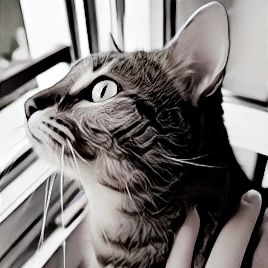 Kitty a rejoint le concours — aidez-le/la à gagner de superbes lots ! animal_portrait, black_and_white, cat, close_up, cozy, curious, domestic_animal, ears, feline, fur, gaze, hand, human_hand, indoor, light, pet, ring, tabby, whiskers, window