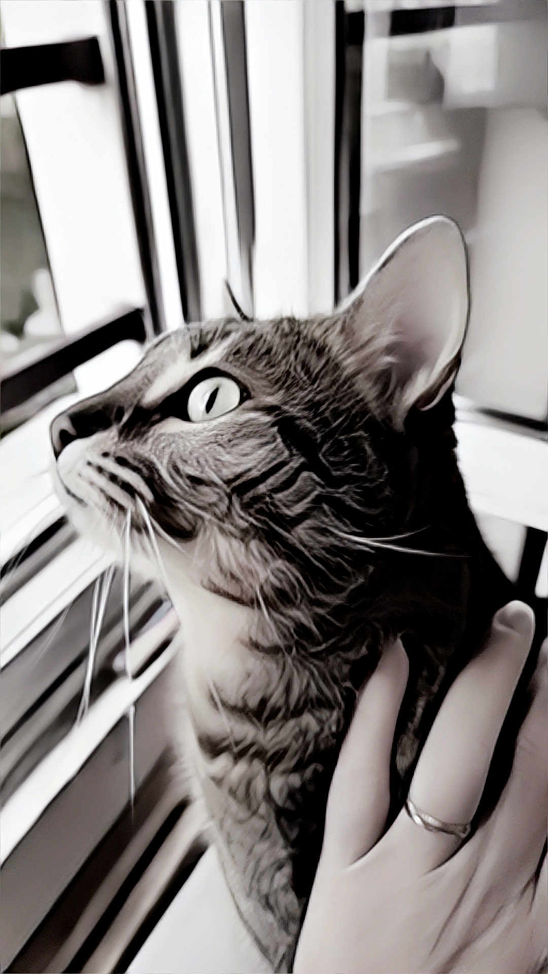 Kitty a rejoint le concours — aidez-le/la à gagner de superbes lots ! cat, tabby, pet, hand, window, indoor, curious, feline, whiskers, ears, light, black_and_white, close_up, domestic_animal, human_hand, ring, gaze, fur, animal_portrait, cozy