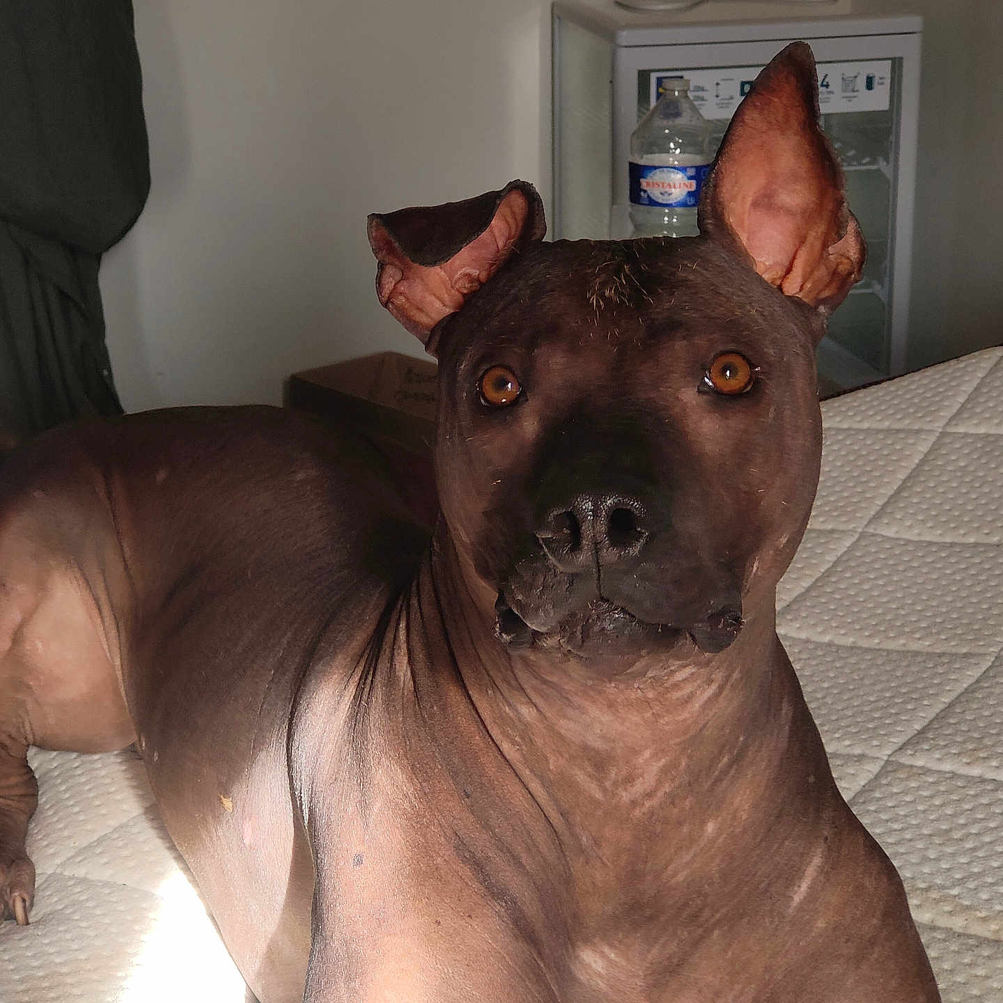 Dasky a rejoint le concours — aidez-le/la à gagner de superbes lots ! dog, pit_bull, brown_dog, short_hair, large_dog, lying_down, indoors, bed, mattress, portrait, close_up, amber_eyes, upright_ears, black_nose, wrinkled_face, muscular, pet, home, refrigerator, water_bottle