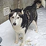 Pasha a rejoint le concours — aidez-le/la à gagner de superbes lots ! alaskan_malamute, canadian_eskimo_dog, canidae, carnivore, dog, dog_breed, east_siberian_laika, greenland_dog, jamthund, mammal, native_american_indian_dog, northern_inuit_dog, rare_breed_dog, sakhalin_husky, seppala_siberian_sleddog, siberian_husky, sled_dog, vertebrate, west_siberian_laika, wolfdog