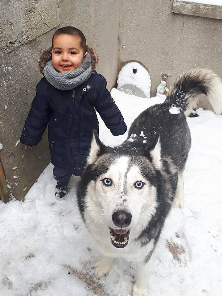 Pasha a rejoint le concours — aidez-le/la à gagner de superbes lots ! alaskan_malamute, canadian_eskimo_dog, canidae, carnivore, dog, dog_breed, east_siberian_laika, joy, mammal, native_american_indian_dog, person, playing_in_the_snow, rare_breed_dog, sakhalin_husky, seppala_siberian_sleddog, siberian_husky, sled_dog, snow, sporting_group, vertebrate
