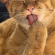 Bb Chat a rejoint le concours — aidez-le/la à gagner de superbes lots ! cat, orange_tabby, grooming, tongue, paw, whiskers, close_up, feline, pet, fur, cute, animal, relaxed, indoor, mammal, soft_light, sleepy, face, nose, ears