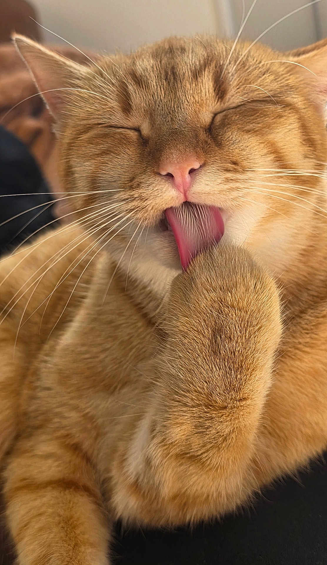 Bb Chat a rejoint le concours — aidez-le/la à gagner de superbes lots ! cat, orange_tabby, grooming, tongue, paw, whiskers, close_up, feline, pet, fur, cute, animal, relaxed, indoor, mammal, soft_light, sleepy, face, nose, ears