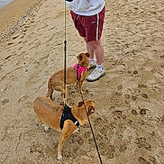 Poppy Et Birdie a rejoint le concours — aidez-le/la à gagner de superbes lots ! dog, beach, sand, leash, person, shorts, sweatshirt, ocean, water, footwear, harness, animal, pet, outdoor, summer, walking, human, shoreline, casual_clothing, daytime